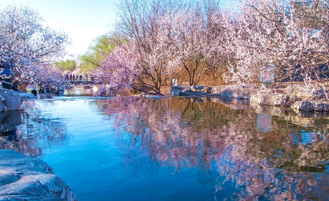夜雨丨君子爱莲:漫步桃花溪