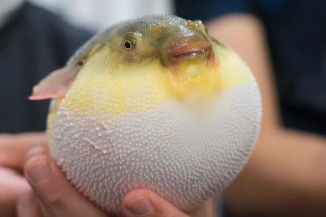 这种圆鼓鼓的鱼真是好吃得要命