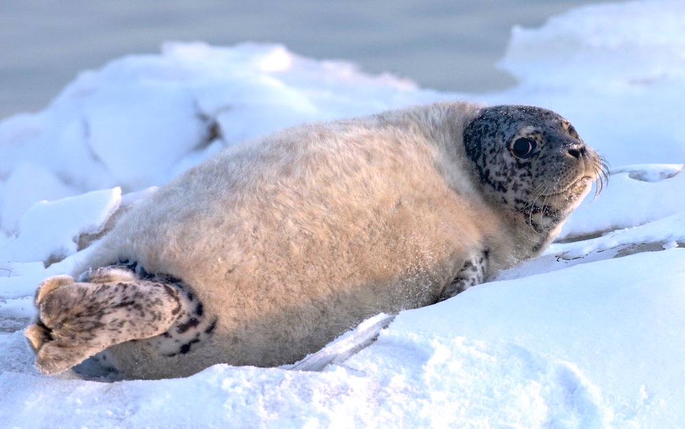 今天是国际海豹日了解一下盘锦湿地的斑海豹吧