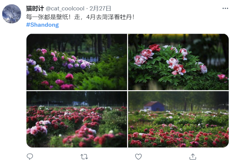 “山东”登上推特热搜榜，大天鹅、大煎饼、小豆包向海外展现魅力休闲区蓝鸢梦想 - Www.slyday.coM
