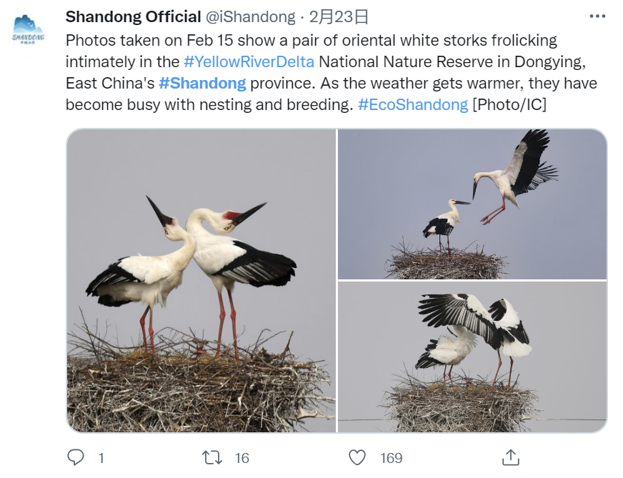 “山东”登上推特热搜榜，大天鹅、大煎饼、小豆包向海外展现魅力休闲区蓝鸢梦想 - Www.slyday.coM