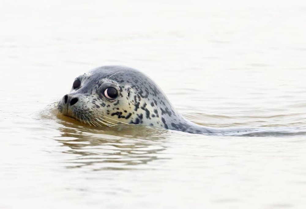 斑海豹淡水图片