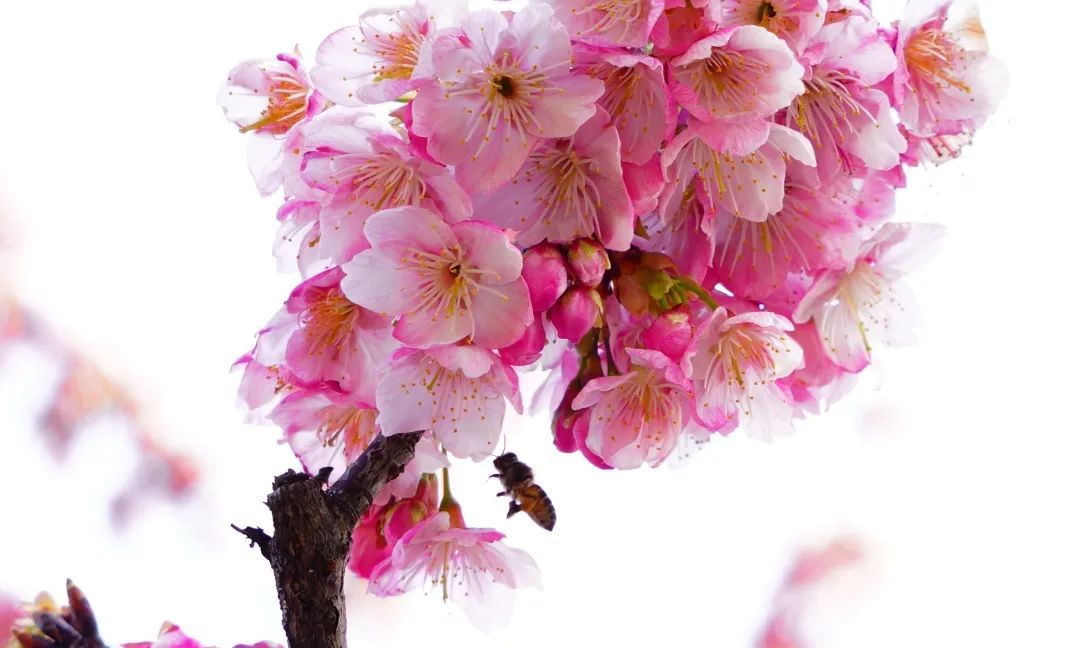 大宁公园樱花上新,“限售”10天|大宁公园|樱花|花蕾_新浪新闻