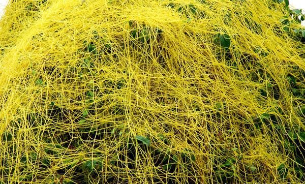 农村这种野草人称乌发草用来煮水洗头比染头发还好