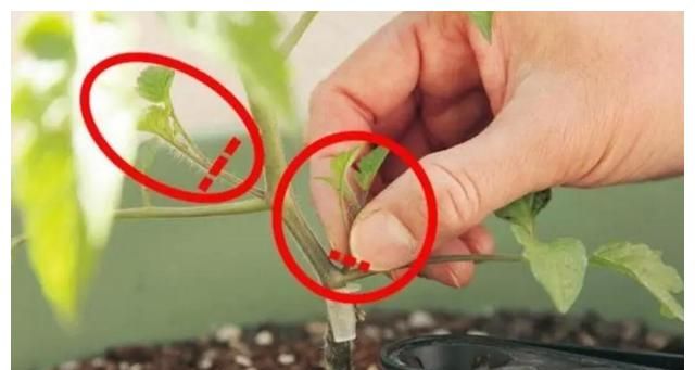 掐尖摘叶伴随整个种植界它什么时候该做这事真的很讲究