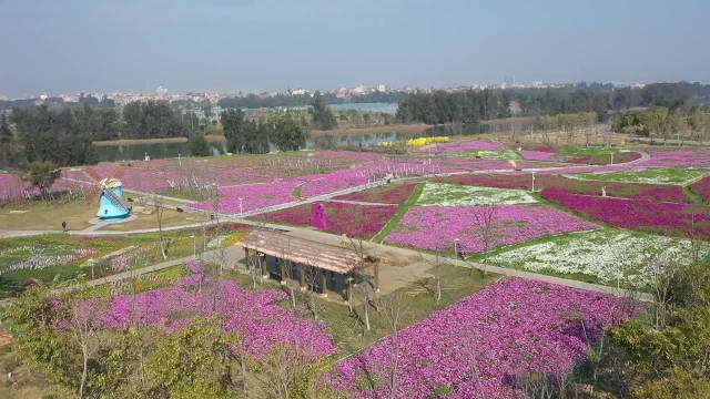 泉州台商投资区海丝生态公园70亩花海热情绽放