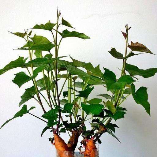 阳台种一盆红薯很充实它们很容易种植也有独特的美