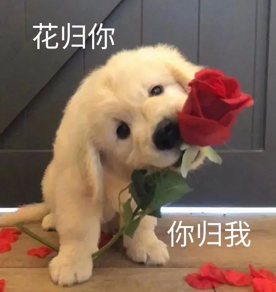 实用表情包拿图吱声花归你