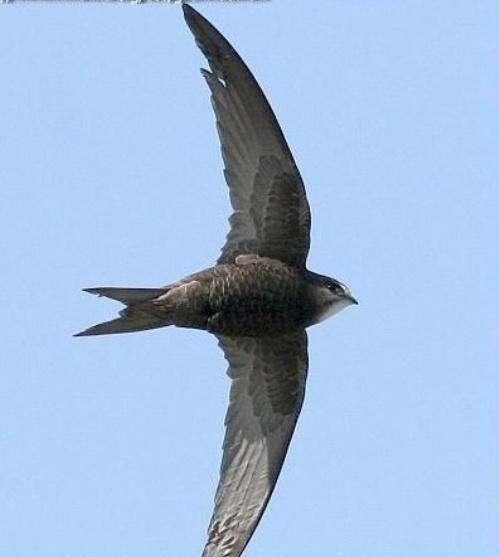 白喉针尾雨燕169km/h长矛猎鹰可以被称为北方世界的空中霸主,但它非常