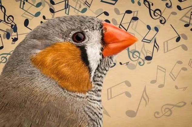 原来“音乐细胞”真的存在!科学家发现歌唱神经元,只对唱歌敏感休闲区蓝鸢梦想 - Www.slyday.coM 原来“音乐细胞”真的存在!科学家发现歌唱神经元,只对唱歌敏感休闲区蓝鸢梦想 - Www.slyday.coM