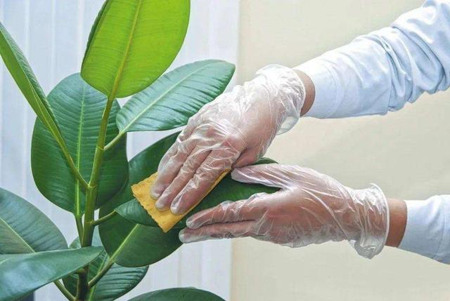 植物黄叶子啤酒兑水1周擦1次叶子不发黄油绿反光