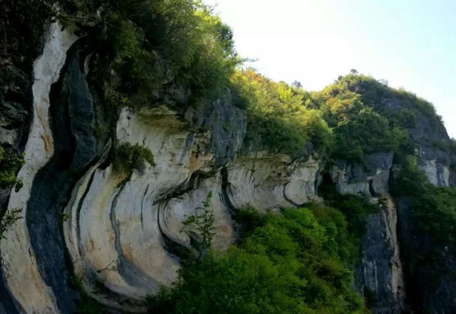 罕見重慶陰條嶺首次發現珍稀蛇菰這意味著什麼