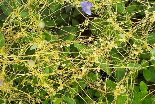 农村这种野草人称乌发草用来煮水洗头比染头发还好