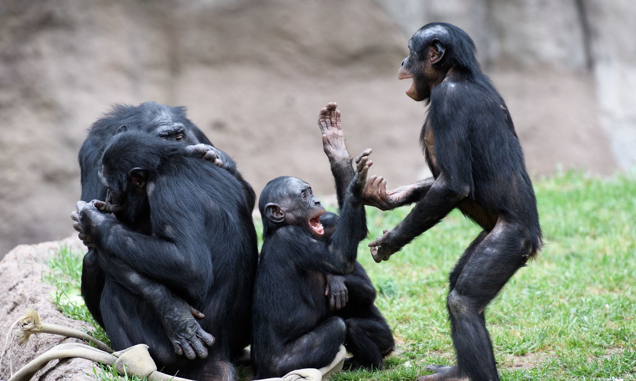 第一批人类何时出现在地球上