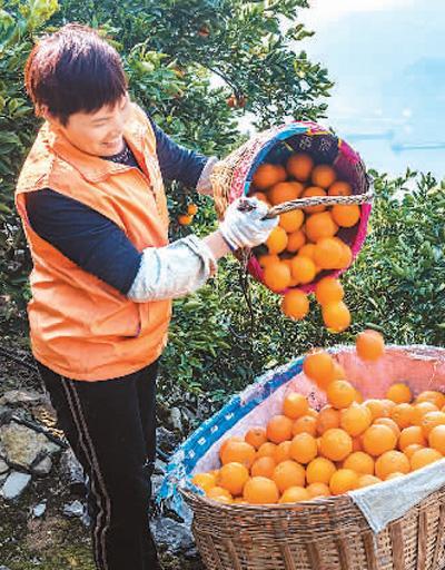 2月26日，湖北省宜昌市秭归县归州镇万古寺村，村民在田间转运红肉脐橙。 郑家裕摄（人民视觉）