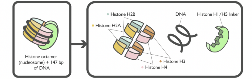 h1标签是什么 网站上如何正确使用h1标签