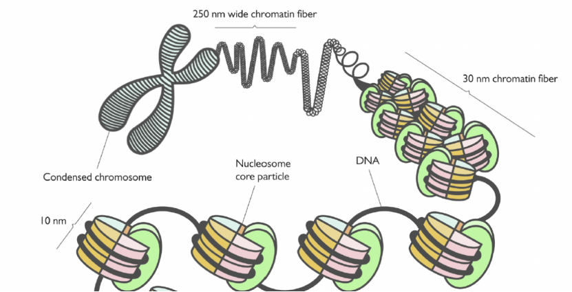 国自然必引系列:组蛋白修饰原来这么多花样__财经头条