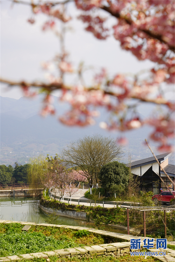 北碚西山坪桃花图片