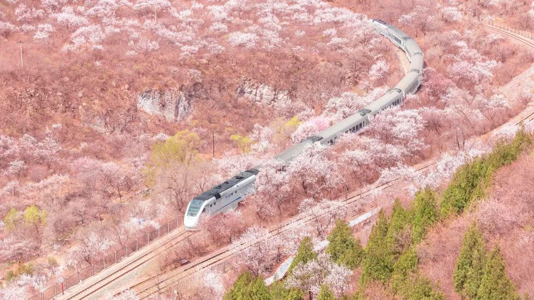 当列车途径居庸关段的时候,两边会被满山的野桃花,杏花,樱花包围.