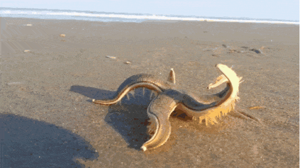 “海底蝗虫”又来了！海星“大举入侵”青岛胶州湾：已泛滥成灾？休闲区蓝鸢梦想 - Www.slyday.coM