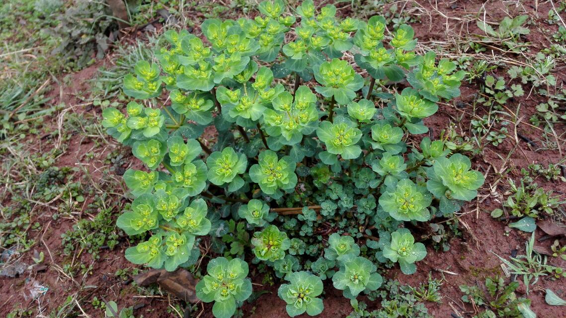 泽漆折断茎叶就流出白色乳汁注意不要当野菜吃有毒