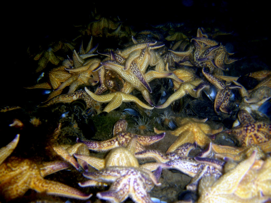“海底蝗虫”又来了！海星“大举入侵”青岛胶州湾：已泛滥成灾？休闲区蓝鸢梦想 - Www.slyday.coM