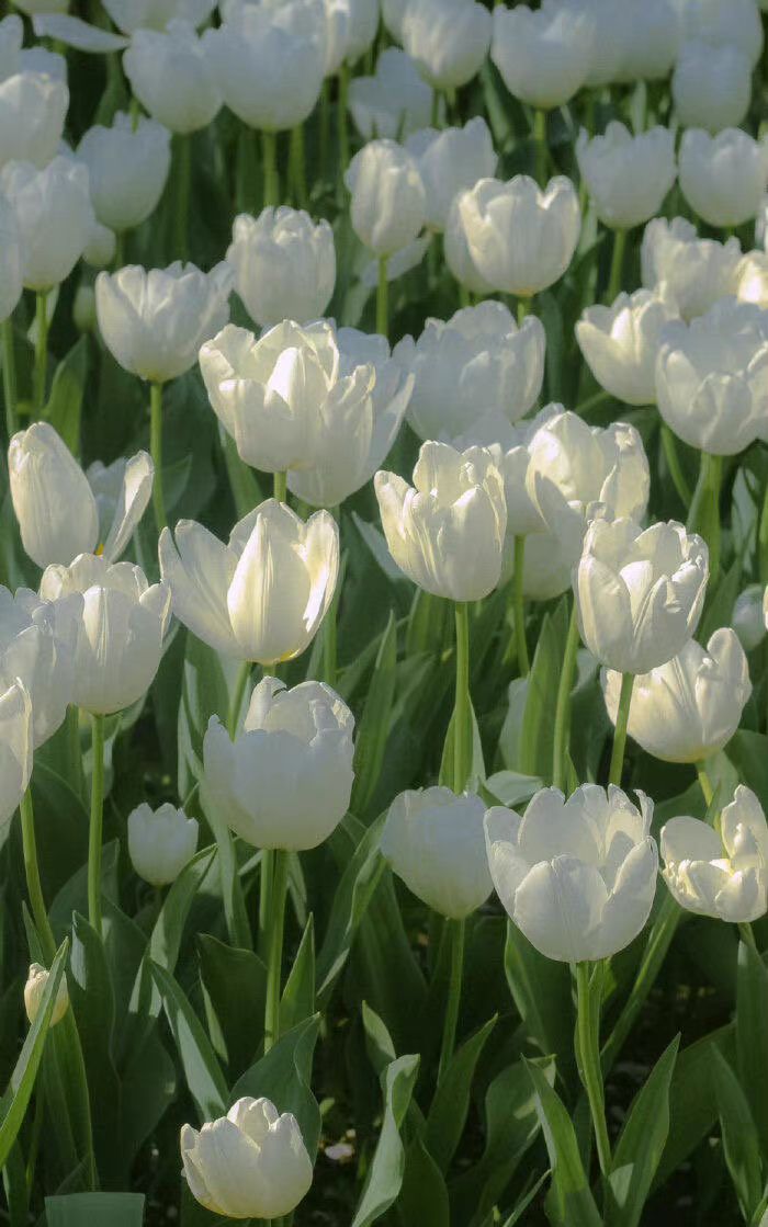 经典简约绿色壁纸