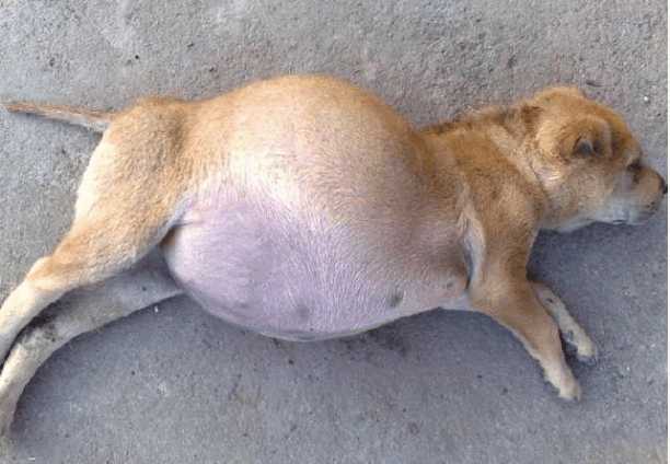 带去兽医检查后整个人不淡定了|狗狗|兽医|肚子_新浪新闻