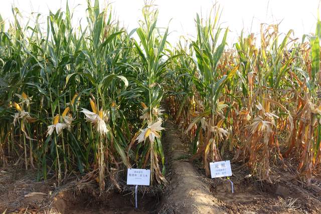 粉垄农业助力国家粮食安全正当时