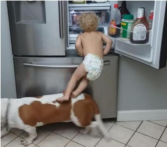 狗狗陪小主人去偷零食，一看情况不对拔腿就跑，小主人就悲剧了！休闲区蓝鸢梦想 - Www.slyday.coM