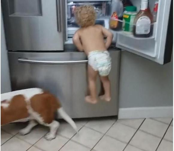 狗狗陪小主人去偷零食，一看情况不对拔腿就跑，小主人就悲剧了！休闲区蓝鸢梦想 - Www.slyday.coM