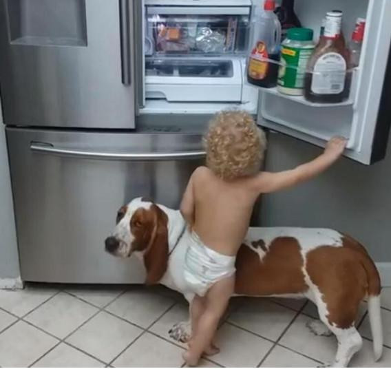 狗狗陪小主人去偷零食，一看情况不对拔腿就跑，小主人就悲剧了！休闲区蓝鸢梦想 - Www.slyday.coM