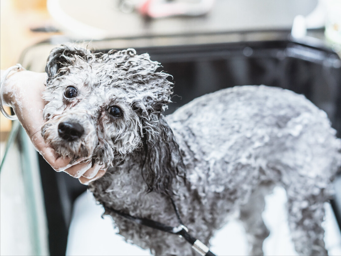 注意泰迪犬洗澡7大误区劝你别犯