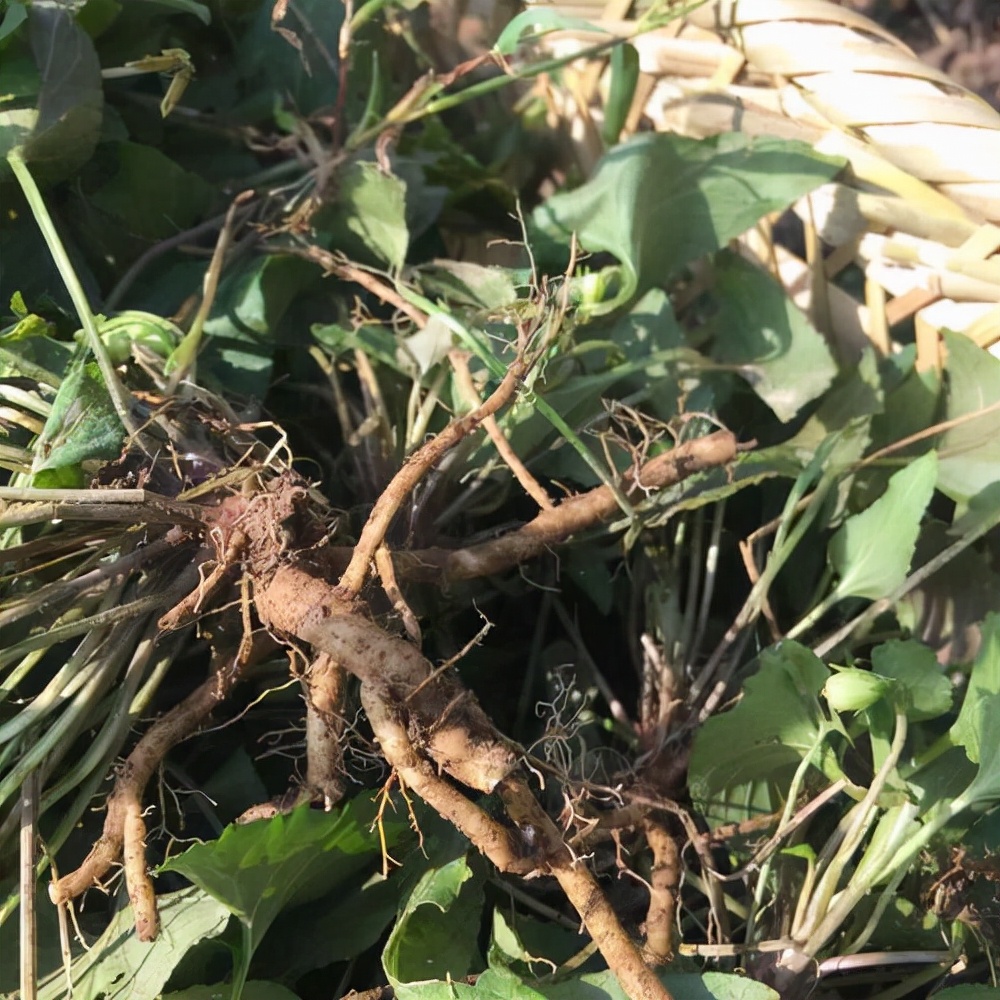 农村这种植物可以当野菜吃清热解毒凉血消肿活血化瘀