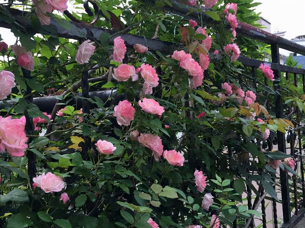 不怕花钱的话用这几种藤本月季装饰你的庭院花量大开花勤