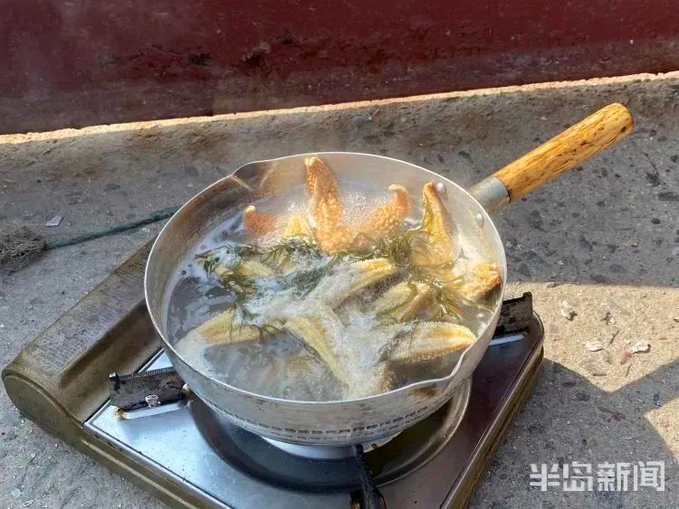 “海底蝗虫”又来了！海星“大举入侵”青岛胶州湾：已泛滥成灾？休闲区蓝鸢梦想 - Www.slyday.coM