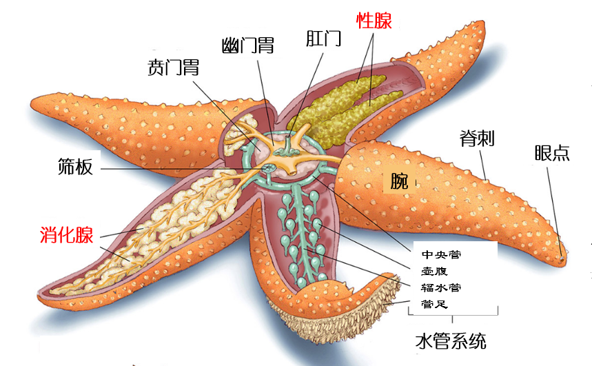 “海底蝗虫”又来了！海星“大举入侵”青岛胶州湾：已泛滥成灾？休闲区蓝鸢梦想 - Www.slyday.coM