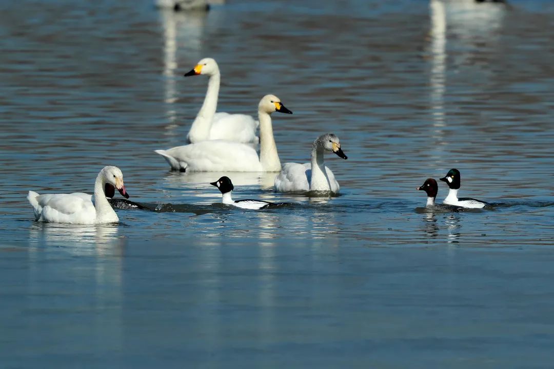 天鹅戏水报春归南海子公园美如画大波桌面图来啦