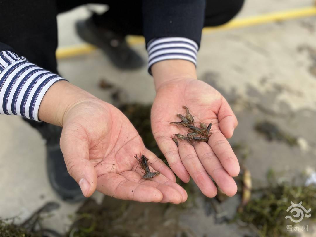 本地小龙虾幼崽正在培育中月底上市