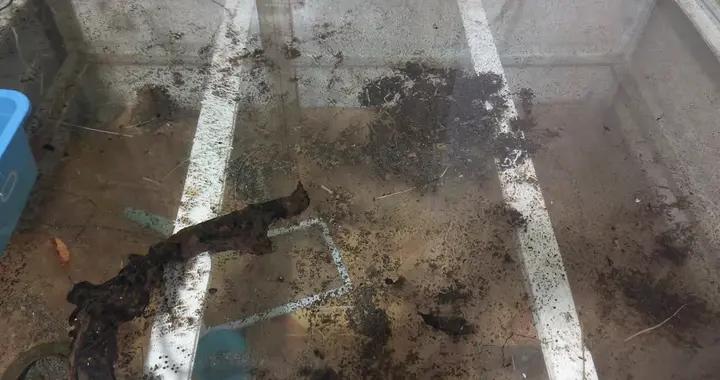 你所认为水质白浊的原因可能有误,同样的水入缸,三个鱼缸三个样|过滤_新浪新闻