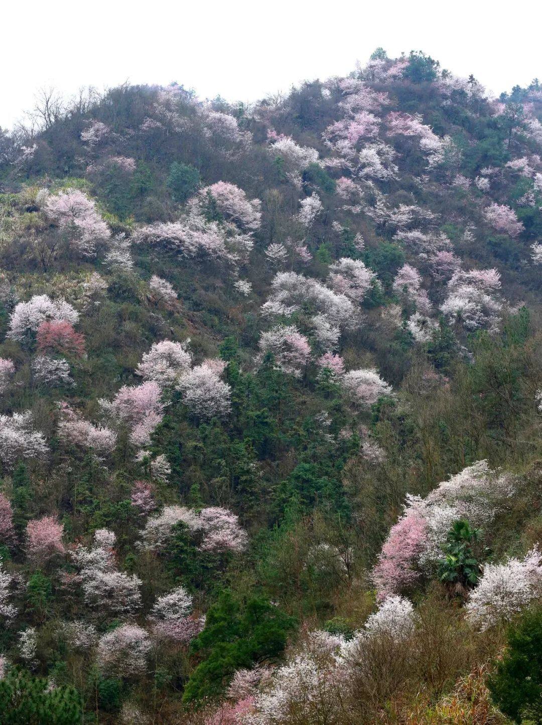 给它点阳光就灿烂,大杭州第一朵野樱花已绽放!__财经头条