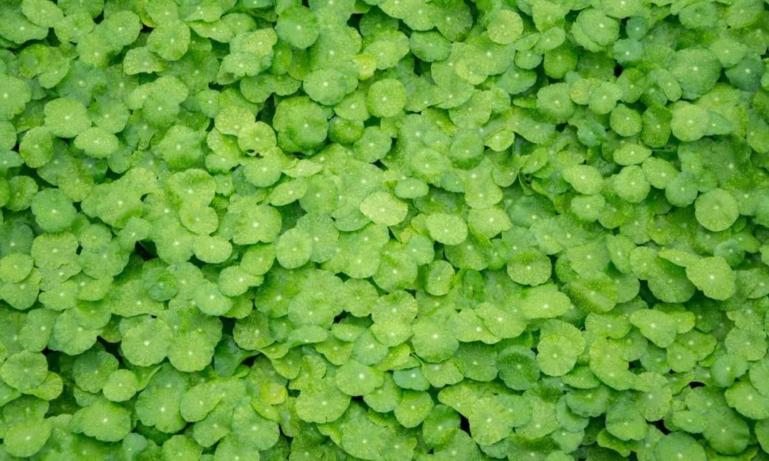 “龙抬头”3种精神,《易经》3种启示休闲区蓝鸢梦想 - Www.slyday.coM “龙抬头”3种精神,《易经》3种启示休闲区蓝鸢梦想 - Www.slyday.coM