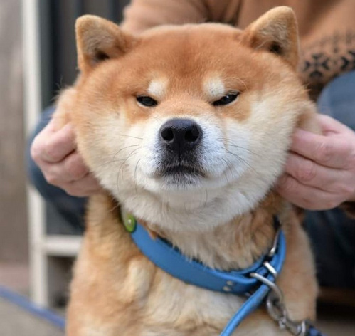 柴犬ryujiの脸部按摩时刻看它一脸享受的样子