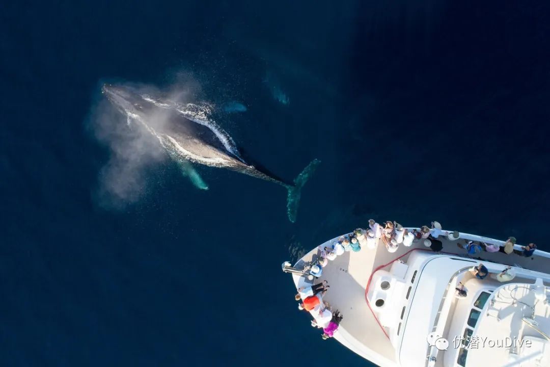 wwf推出世界第一张全球鲸鱼高速路地图呼吁紧急行动保护