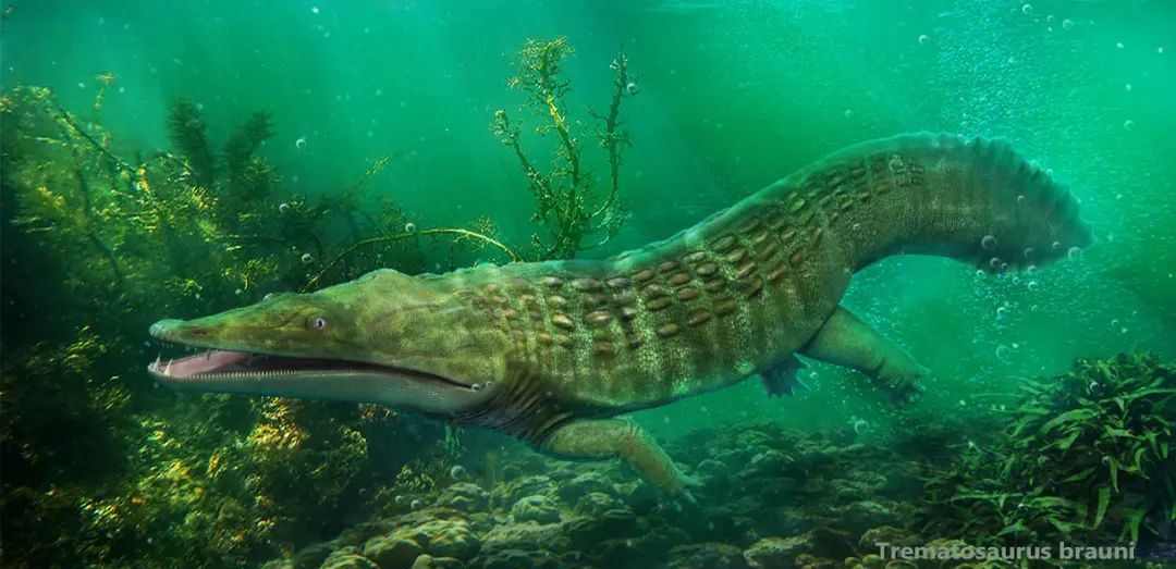 长吻迷齿类化石(来源:wikipedia)早三叠世的生物可以简单分为两种,从