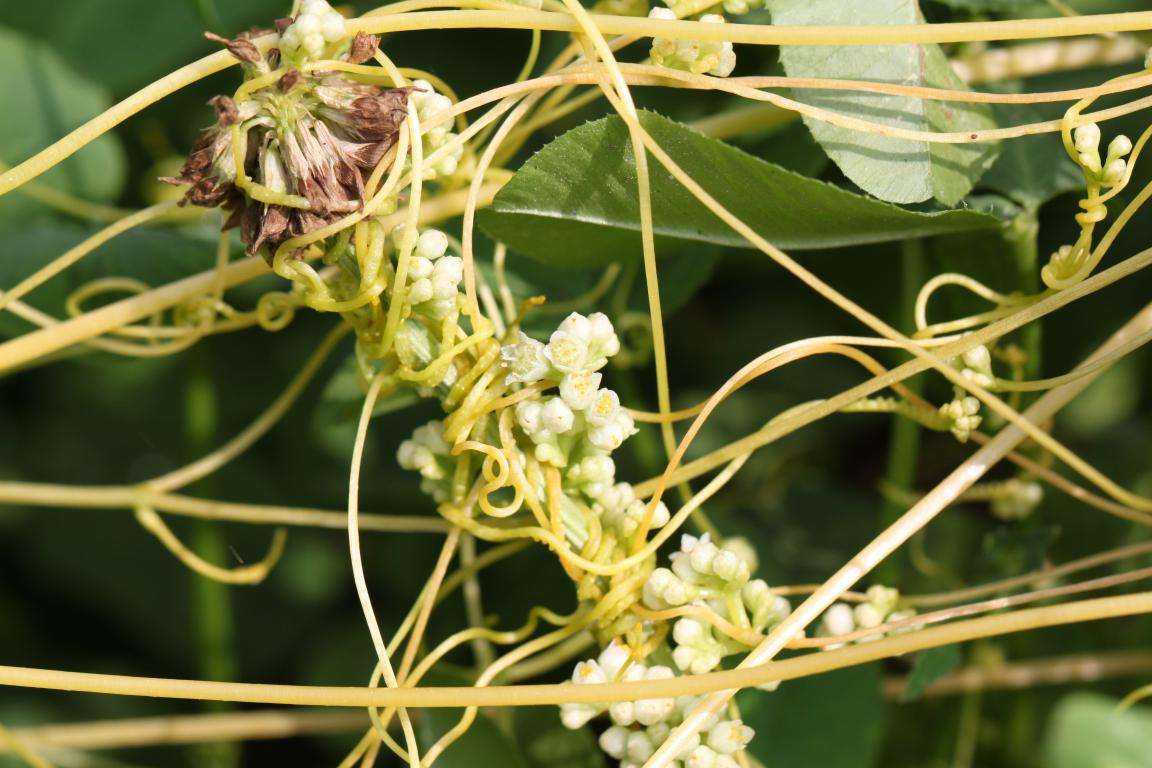 一种奇特的寄生植物无根无叶价值可厉害了是中药材菟丝子