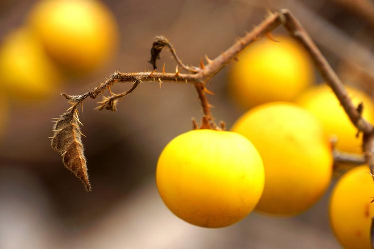 喀西茄果实像黄色的小番茄大家要注意了有毒不能吃