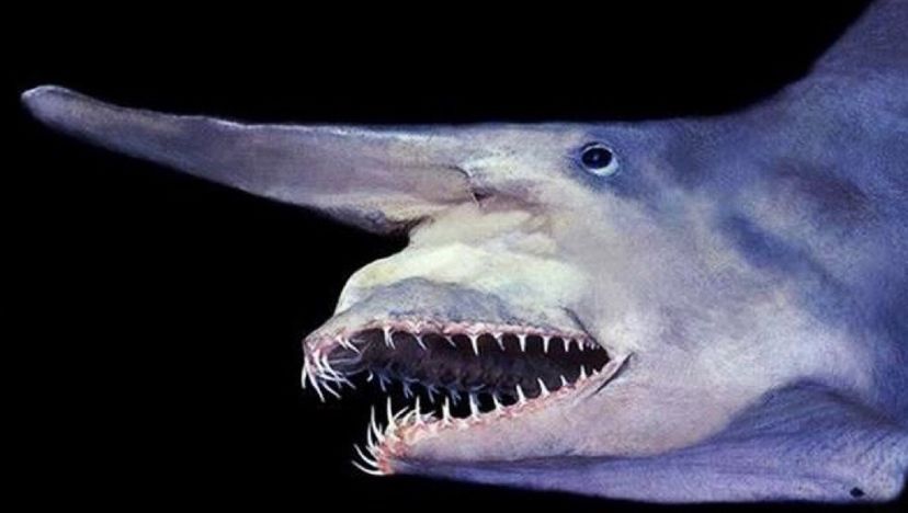 十大恐怖鲨鱼图片凶猛图片