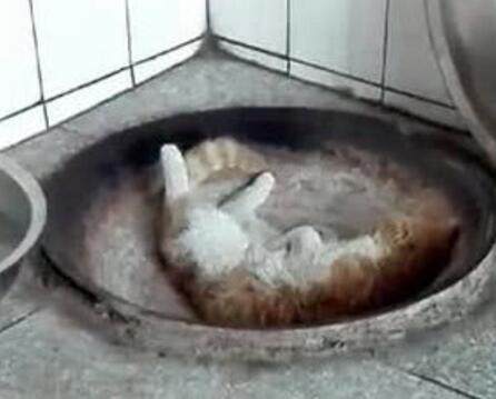 猫咪玩捉迷藏，没想到竟躲到了烧红的铁锅里面，可把主人吓坏了！休闲区蓝鸢梦想 - Www.slyday.coM