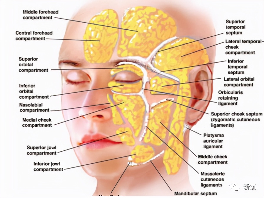 這是因為,我們臉上的脂肪分為淺層脂肪和深層脂肪——這些脂肪不是